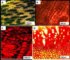 Image result for Zanha golungensis