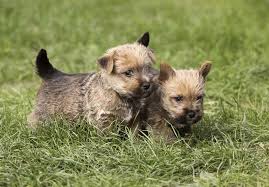 Norwich Terrier Puppies For Sale Akc Puppyfinder