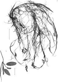 Image result for Potamogeton octandrus