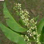 Image result for Cardiopteridaceae