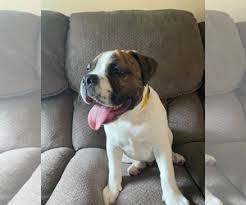 The victorian bulldog puppy price starts at about $1800 from a decent breeder but can go up quite a bit so do some homework and consider carefully where to the victorian bulldog is not a recognized breed by major kennel clubs yet but it is making moves towards it. Puppyfinder Com Victorian Bulldog Puppies Puppies For Sale And Victorian Bulldog Dogs For Adoption Around The World Page 1 Displays 10