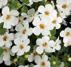 Scopia Gulliver White Bacopa Plant Bacopa Plant Bacopa Plants