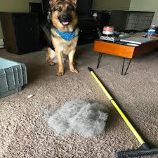 A wide variety of pet hair broom options are available to you, such as home. 24 Products To Help You Rid Your Home And Clothing From Pet Hair