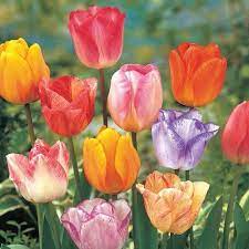 Colour Magic Tulip Mixture Breck S Part Shade Flowers Bulb Flowers Color Magic
