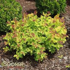 Image result for Spiraea bumalda