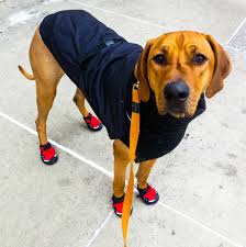 If you plan on doing a lot of winter hiking dog boots are an absolute must. How To Protect Your Dog S Paws When Running Puptraveller