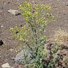 Image result for Senecio sp.no.4