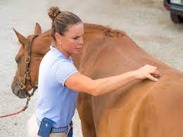 Managing Your Horse S Back Pain The Horse