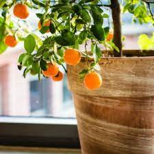 Make a beautiful statement in any brightly lit room. Indoor Fruit Trees From Stark Bro S Indoor Fruit Trees For Sale