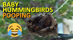 We did not find results for: Baby Hummingbirds Pooping Try Not To Laugh Youtube