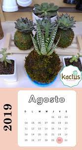 Agosto 2019 Feriados Cactus Y Suculentas Feliz Ano Santa Rosa