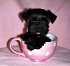 Miniature Toy Teacup Schnauzers for Sale | Toy Teacup ...