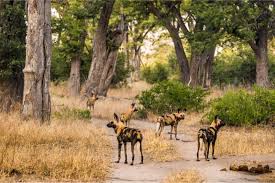 We did not find results for: Moremi Game Reserve Botswana Reisen Safaris Informationen