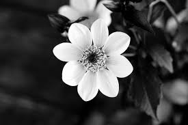 Image result for tone photography