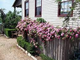 Plant Answers Rose Fence Trees To Plant Drift Roses