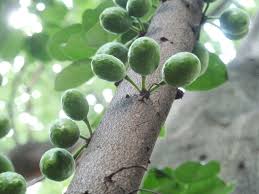 Image result for Ficus polita