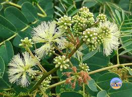 Image result for Albizia procera