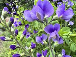 Image result for Indigofera fulvopilosa