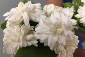 Physician “Respiratory Champion” Award