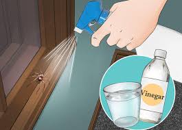 Use Vinegar To Get Spiders Out Of Your House Q Costa Rica