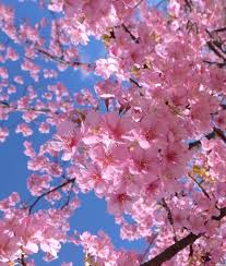 Pin By Fran Cautillo On Bellas Postales Wonderful Flowers Sakura Flower Beautiful Flowers