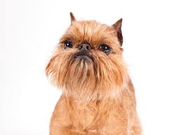 See more ideas about brussels griffon, griffon dog, griffons. Star Wars Ewok Character Developed From Brussels Griffon Breed Hubpages