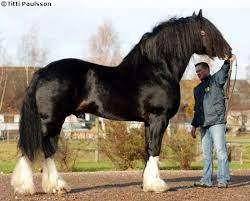 Shire Stallion Acle Magnum Horse Breeds Clydesdale Horses Big Horses