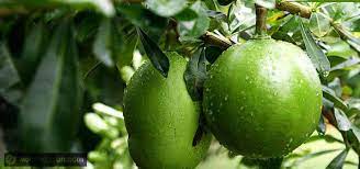 We did not find results for: Calabash Contains Active Ingredients Potential For Cancer Treatment