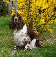 Image result for anglický špringršpaněl