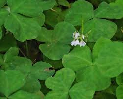 Image result for Oxalis obliquifolia