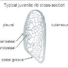 The literature on juvenile cortical bone histology is. Pdf Cortical Bone Histology In Juveniles