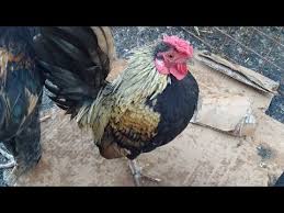 Karong Ile Kopekleri Kovaladik Kangal Malakli Turkcobankopegi Doglove Anadolucobankopegi Youtube