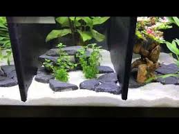 Divided 20 Gallon Long Betta Tank Youtube Betta Fish Tank Betta Tank Fish Tank Decorations