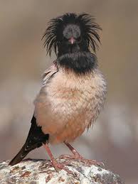 Contoh hewan herbivora pemakan biji bijian yaitu burung pipit, kakak tua dan merpati. Burung Pink Burung Pipit Rantaian Bekalan Starlings Merah Jambu