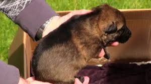 We did not find results for: Kraftwerk K9 German Shepherd Black Sable Puppies At 2 Weeks Old Youtube