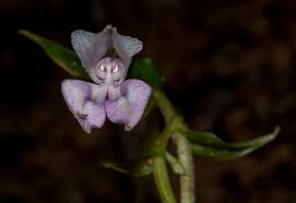 Image result for Disperis