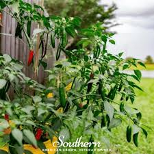 Image result for Capsicum annuum