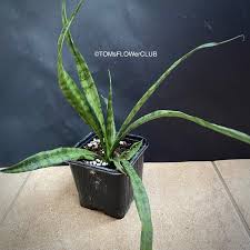 Image result for Sansevieria parva