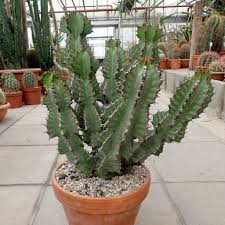Image result for Euphorbia cooperi