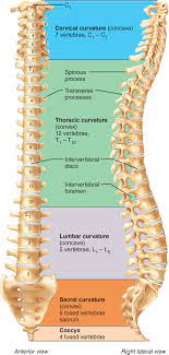 7 2 The Vertebral Column Is A Flexible Curved Support Structure Human Anatomy And Physiology Study Flashcards Anatomy And Physiology
