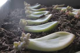 Maybe you would like to learn more about one of these? Propagating Succulents Needles Leaves