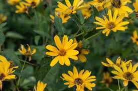 Yellow flowers names, flower identification guide by color,leaves close at night,red flowers names and pictures,red flowers perennials,red flowers wallpaper,red flowers for wedding,red flower names,red flowers meaning,flowers a to z pictures. 13 Recommmended Plants With Daisy Like Flowers