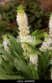 Image result for Eucomis zambesiaca