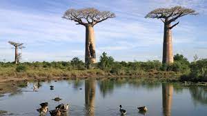 No place is like madagascar, this big, mystical island off the african coast.this video seeks to give a vivid portrait. Inseln Madagaskar Inseln Kultur Planet Wissen