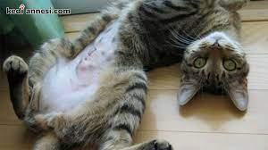 kedilerde kisirlastirma hakkinda bilinmesi gerekenler kediannesi com