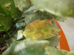 You can revive your dying cactus by following one of these 10 quick steps. Christmas Cactus Diseases Common Problems Affecting Christmas Cactus Dummer Garden Manage Gfinger Es La App De Jardineria Mas Profesional