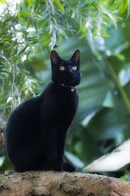 Pin By Maryem On Kedilerim In 2020 Beautiful Cats Cats Cats And Kittens