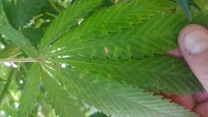 So burn wound depth must be accurately measured before starting the treatment to prevent the complications. How To Identify Cannabis Wind Burn Clawed Leaves Prevention