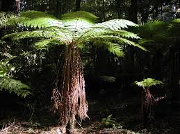 Hand pruners, loppers, and hand saws. Tree Fern Care Guide Dicksonia And Cyathea Ferns Pyracantha Co Uk