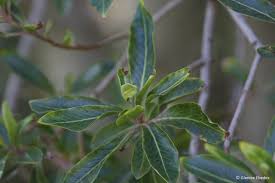 Image result for Faurea